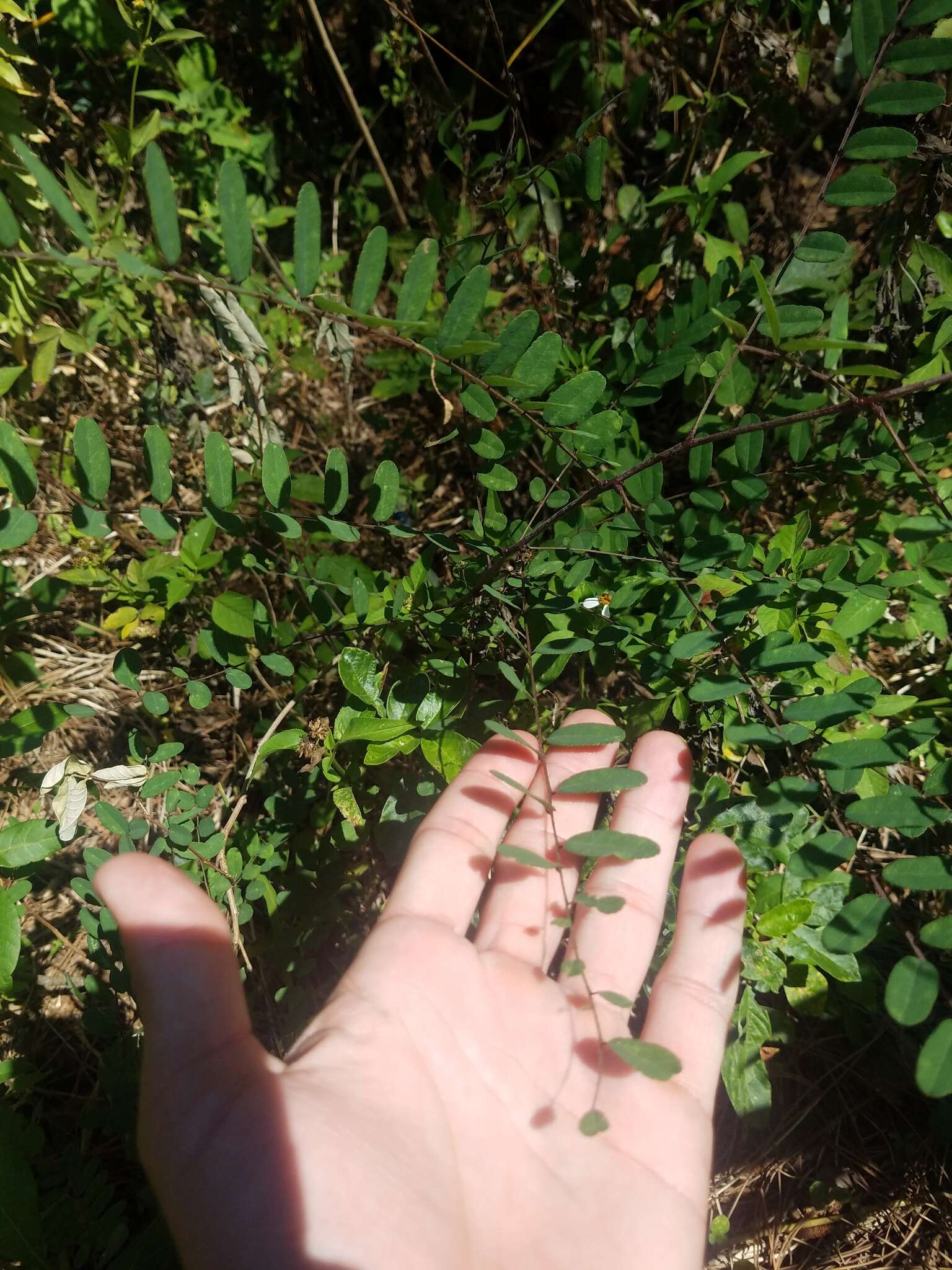 Image of clusterspike false indigo