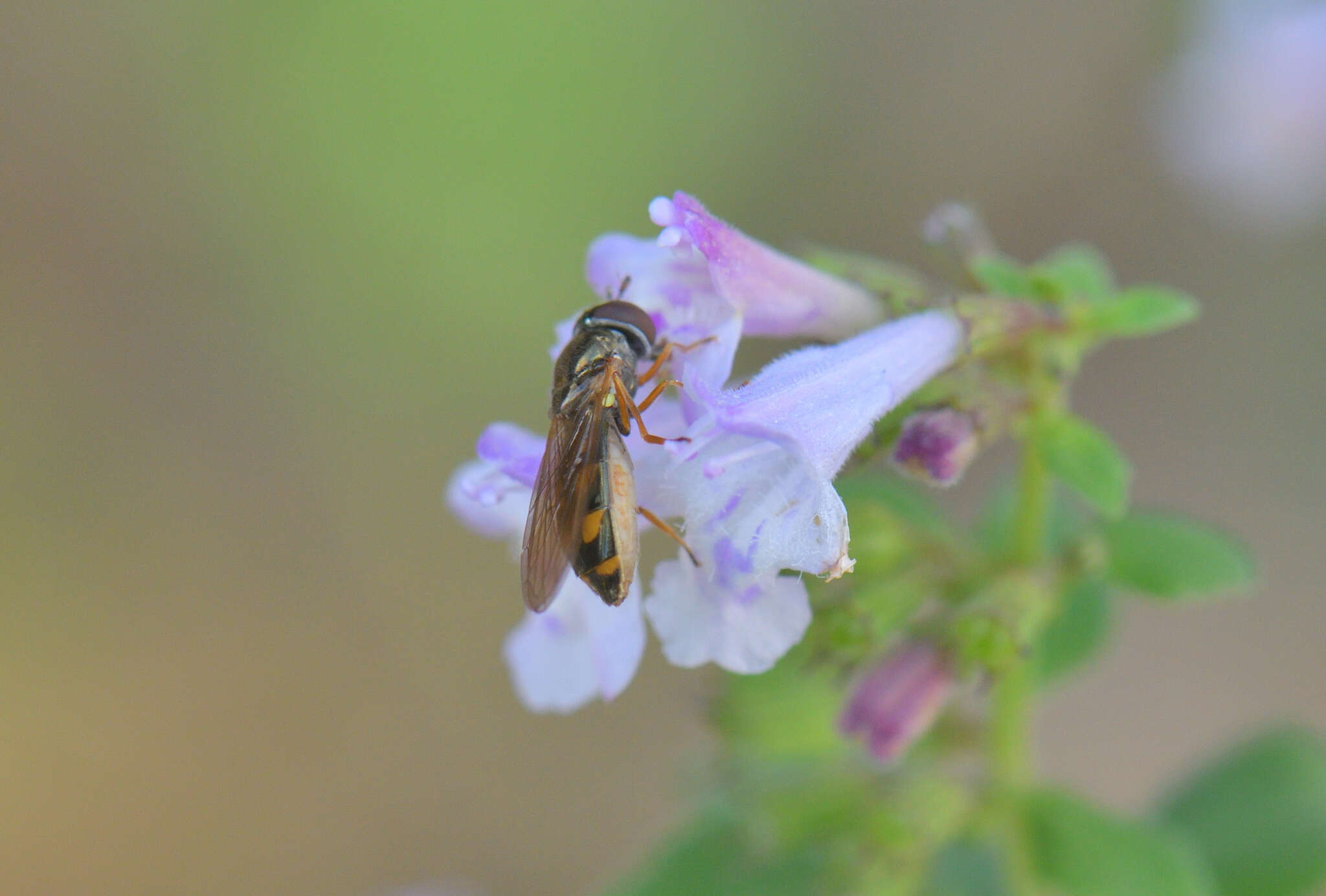 Image of lesser calamint