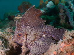 Image de Poisson-feuille Peau-Rouge