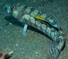 Image of Reticulated sandperch