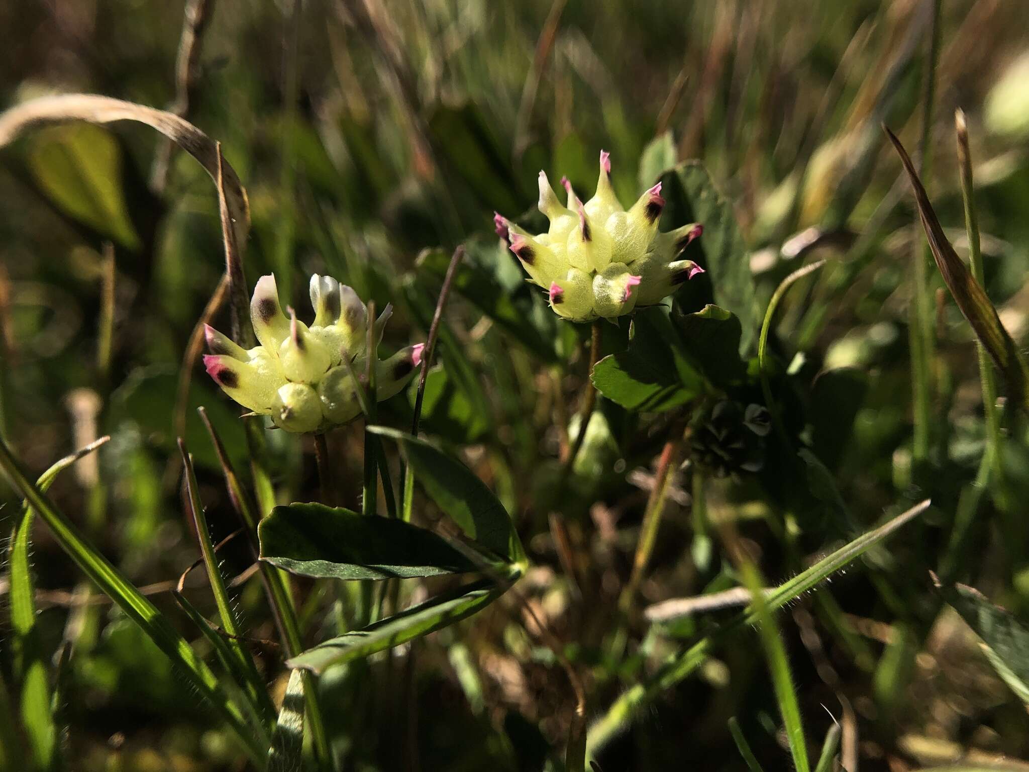 Image of balloon sack clover