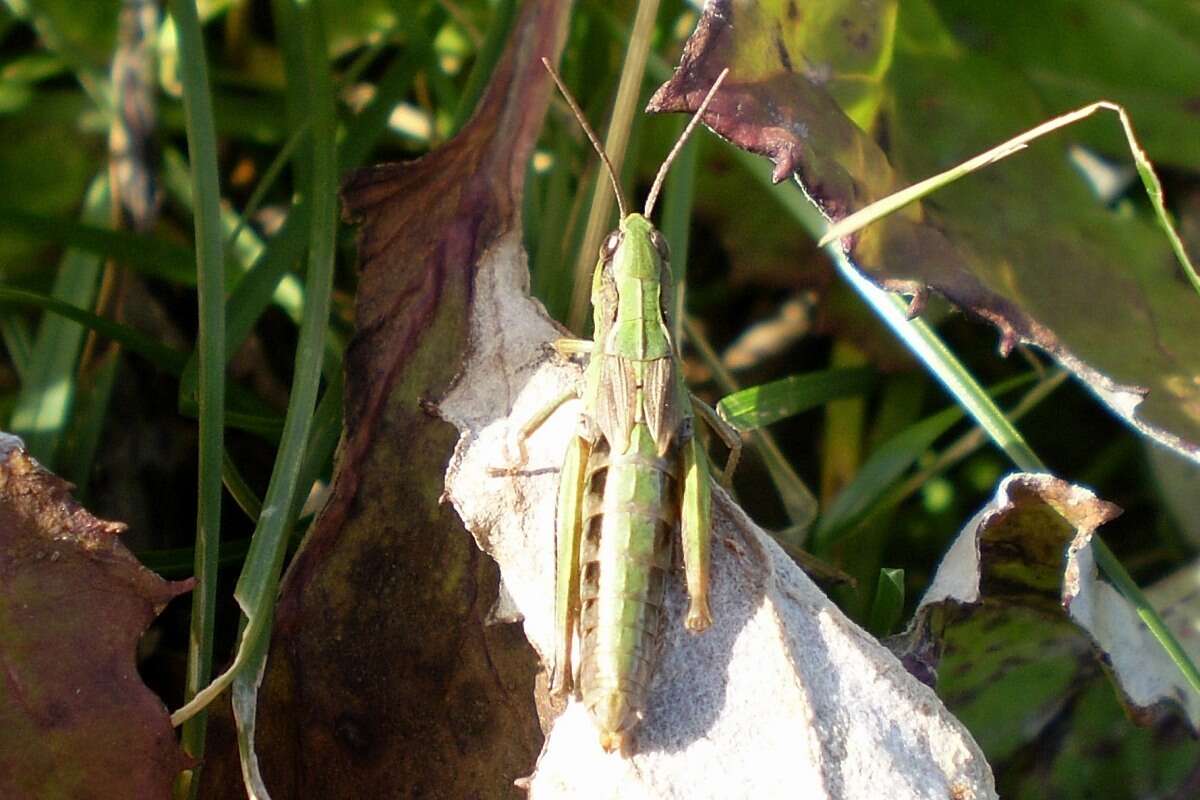 Image of Chorthippus fallax fallax (Zubovski 1900)