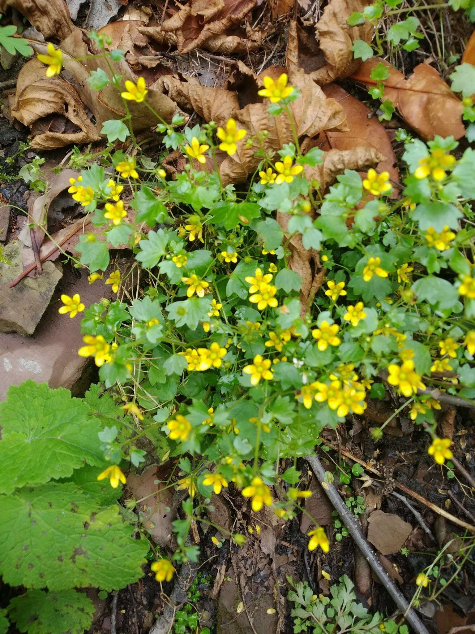 Plancia ëd Saxifraga cymbalaria L.