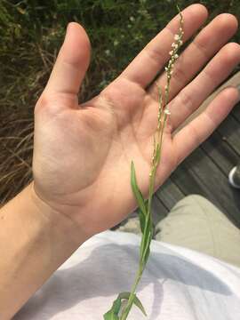 Image of Swamp Smartweed