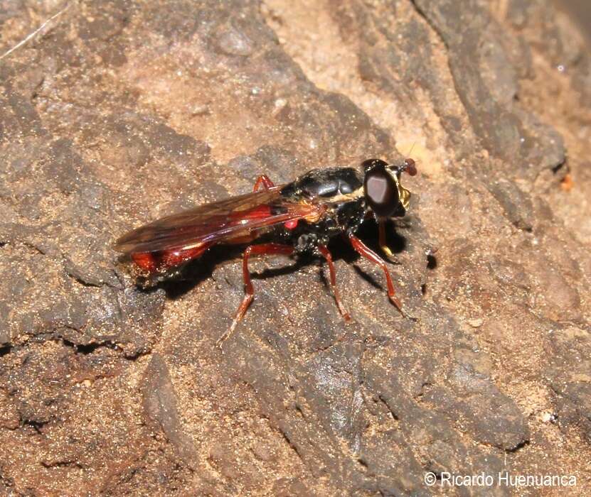 Image of Valdiviomyia ruficauda (Shannon 1927)