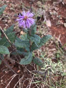 Image of Vernonia greggii subsp. greggii