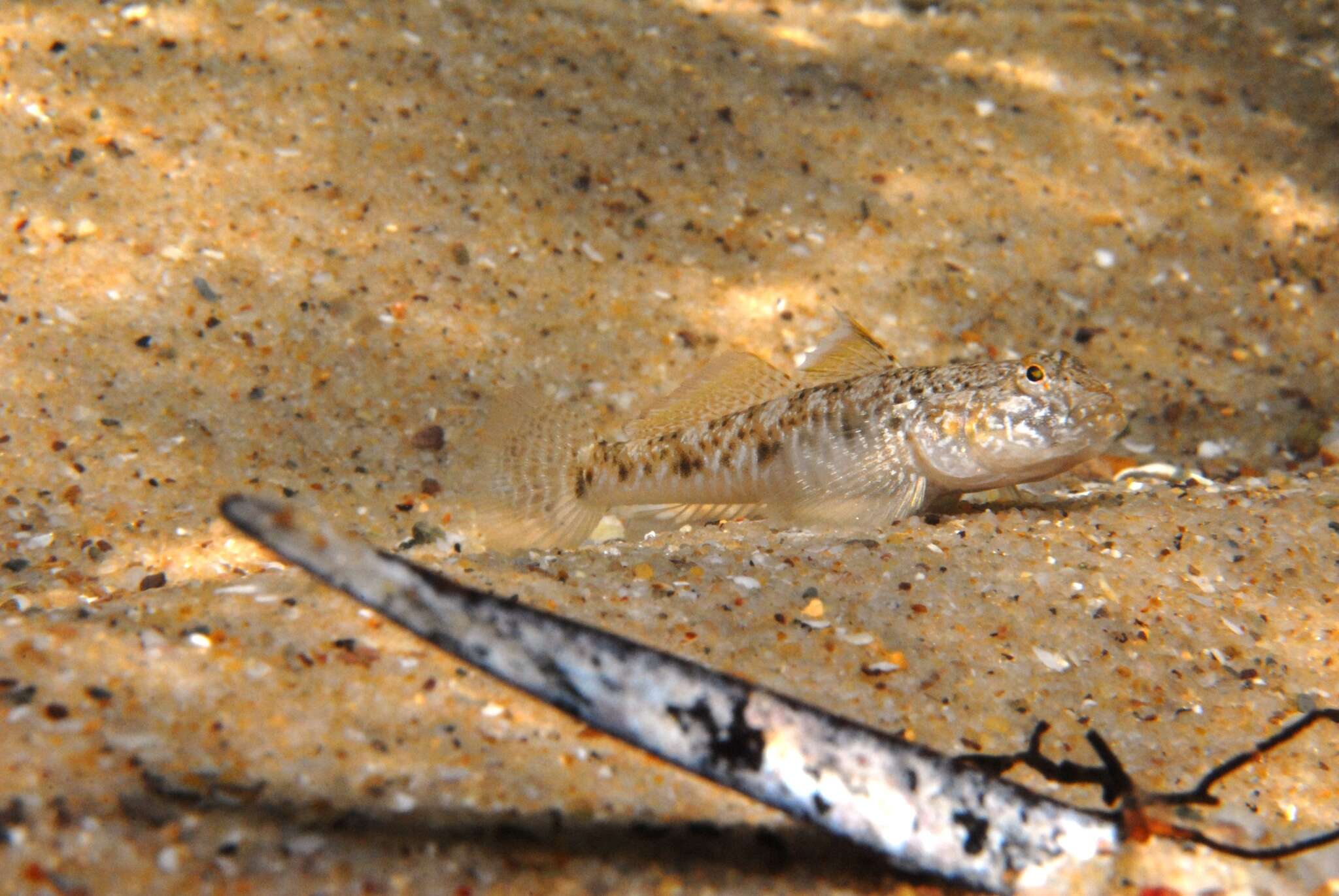 Image of Long finned goby