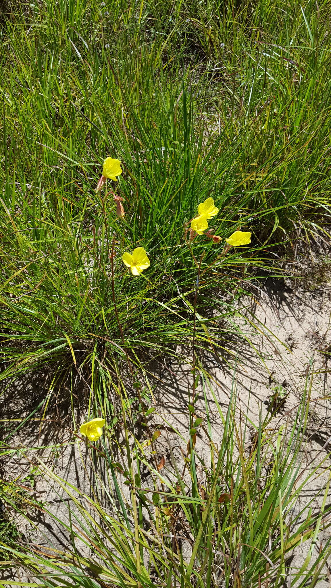 Oenothera heterophylla Spach的圖片