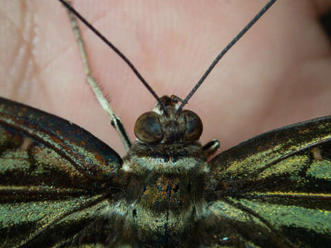 Imagem de Parthenos sylvia apicalis