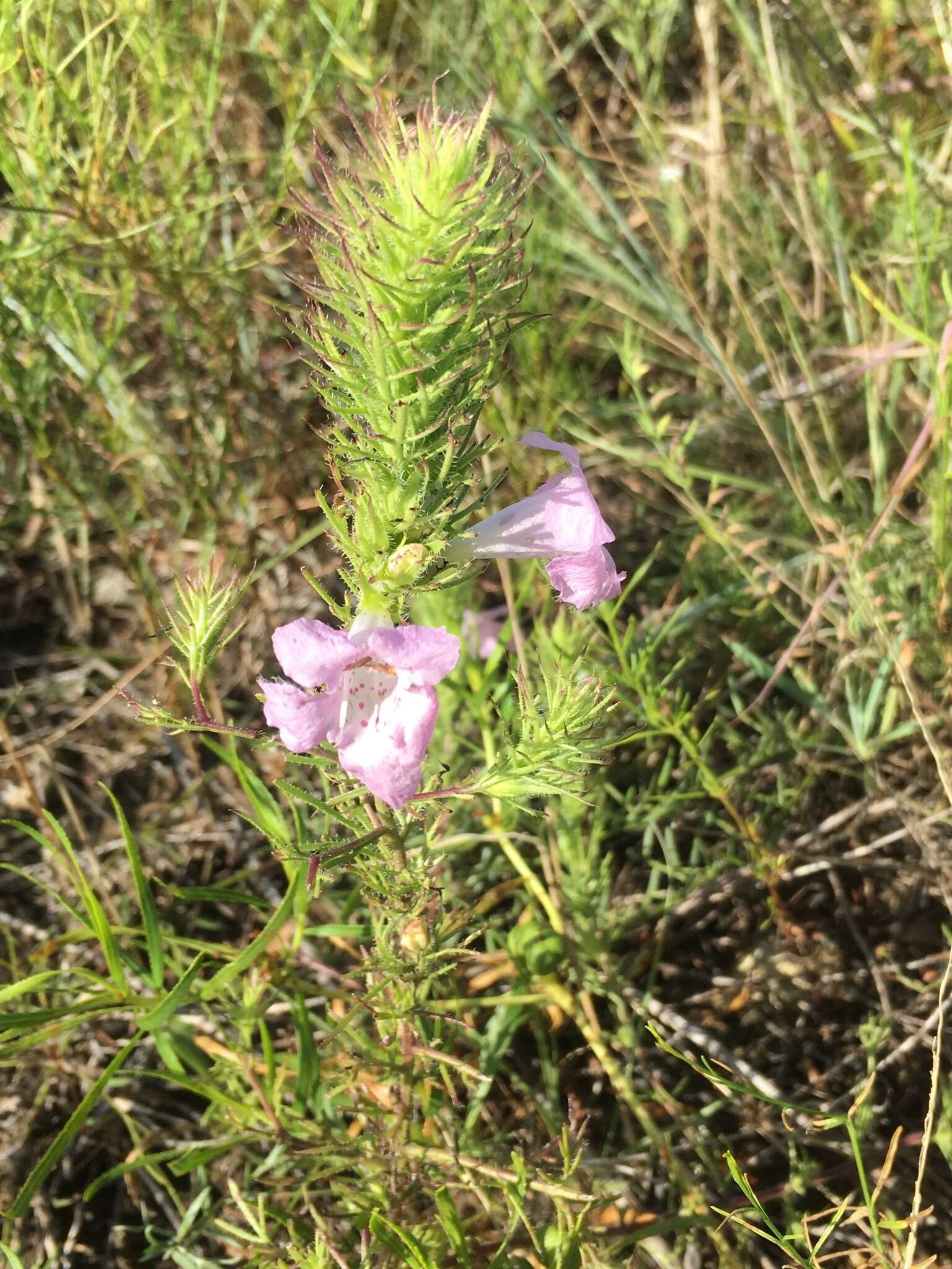 Imagem de Agalinis densiflora Blake