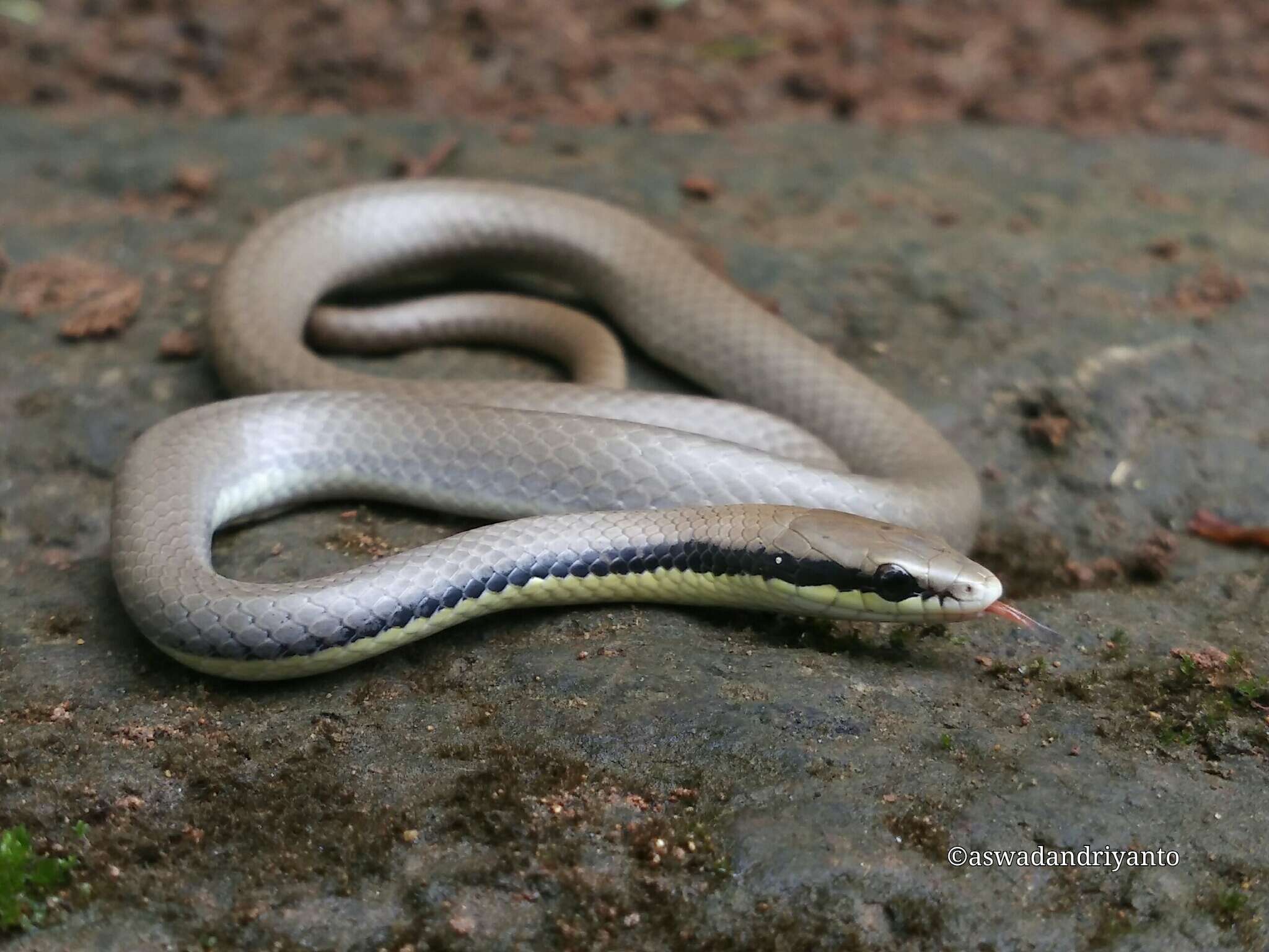 صورة Liopeltis tricolor (Schlegel 1837)