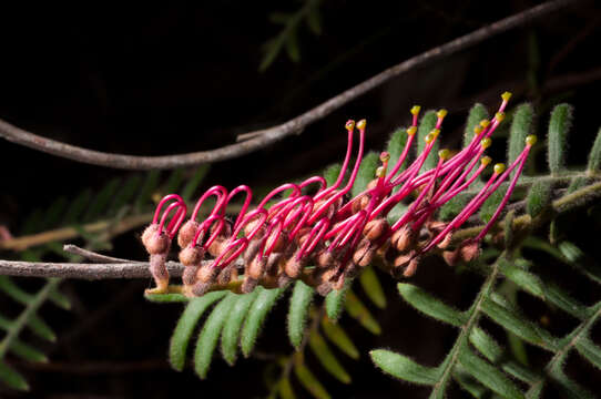 Image of Caley's grevillea