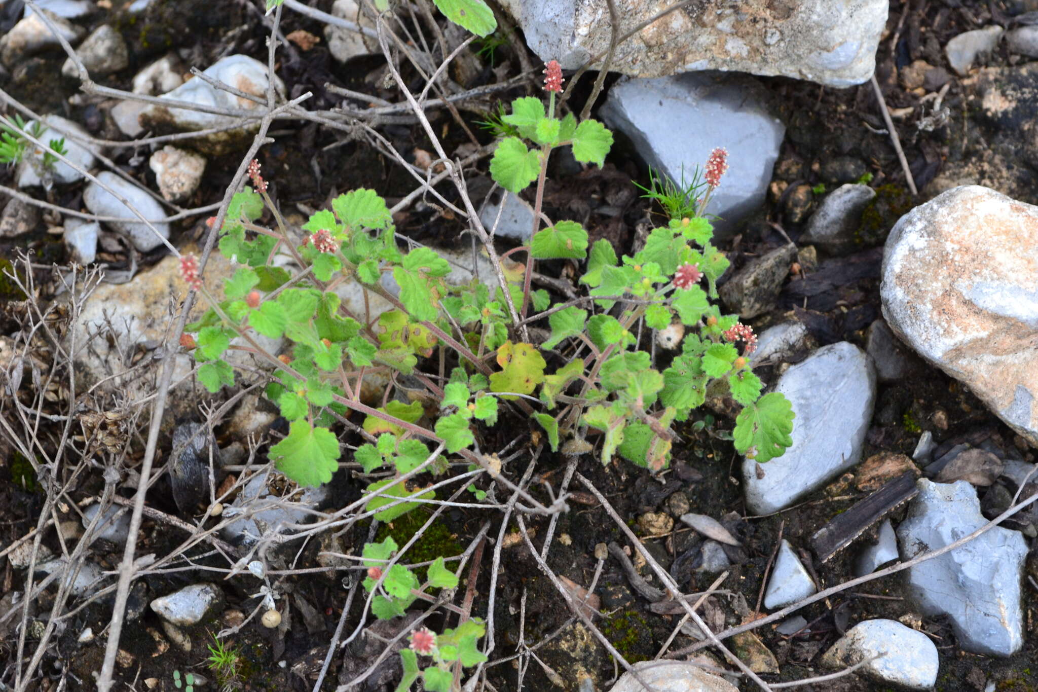 Image of round copperleaf