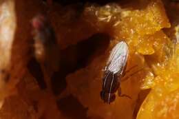 Image of African Fig Fly