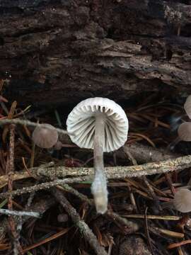 Mycena capillaripes Peck 1888 resmi