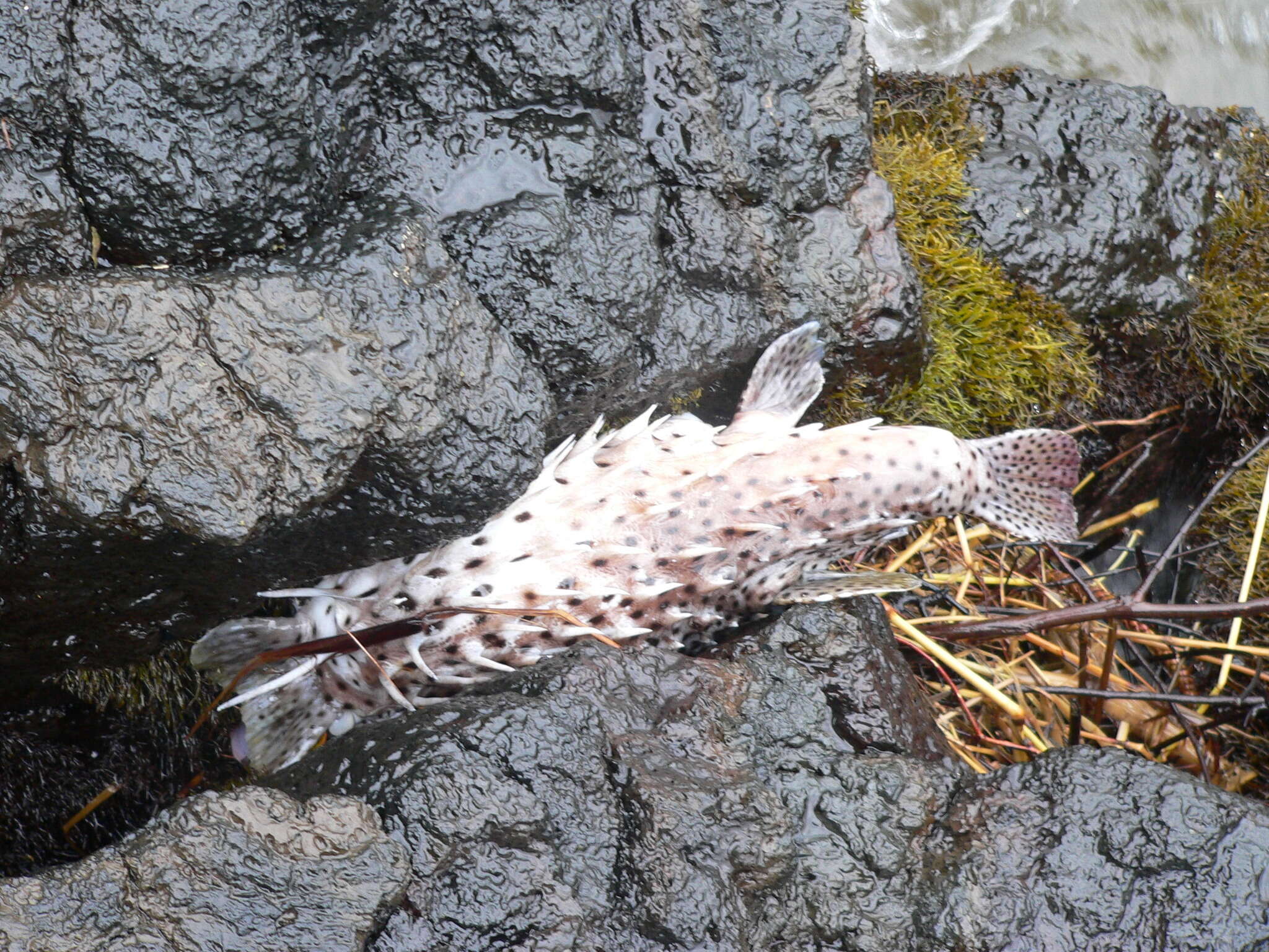 Diodon hystrix Linnaeus 1758 resmi