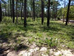 Image of pinewoods milkweed