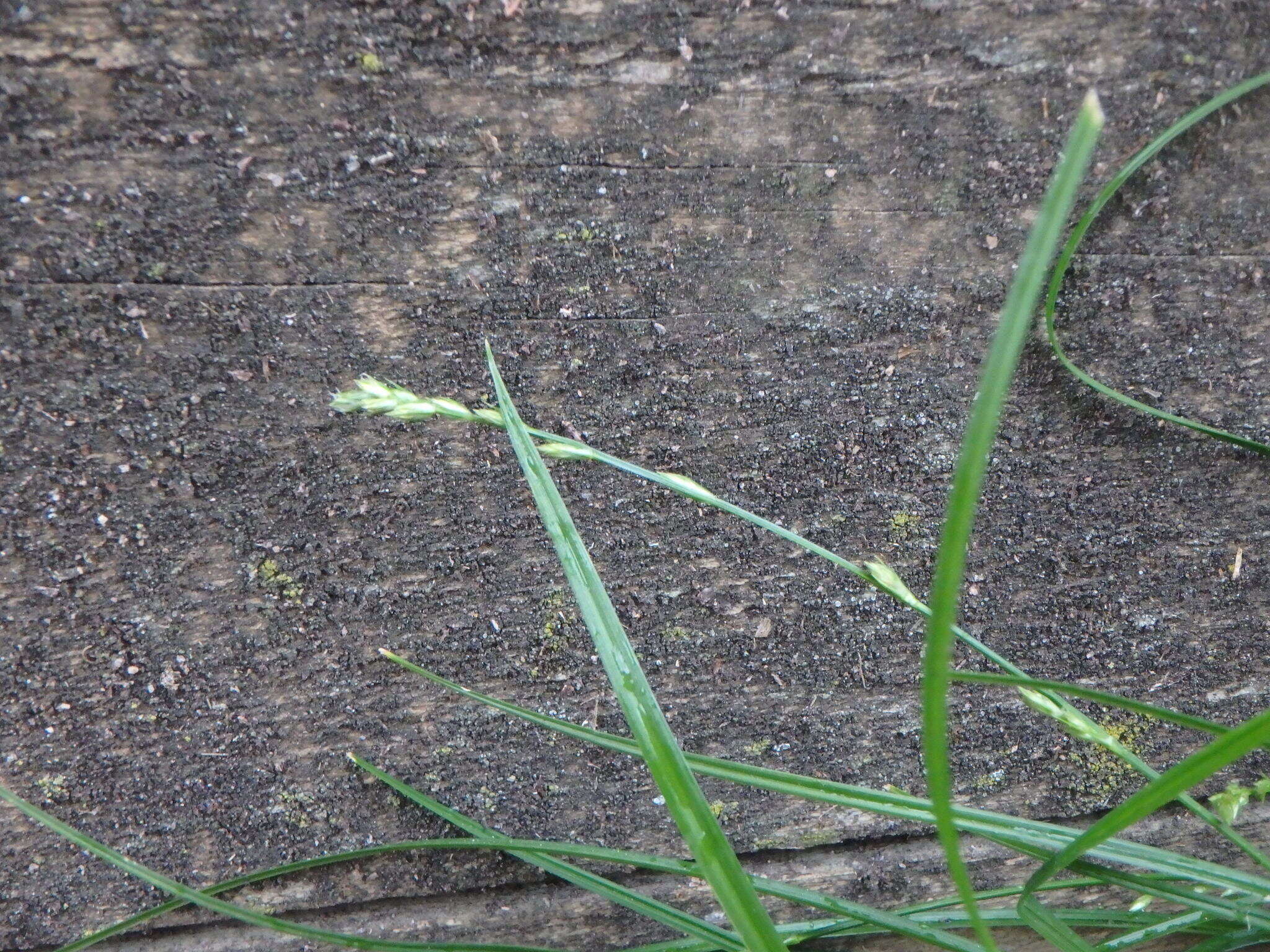 Image of grassland sedge