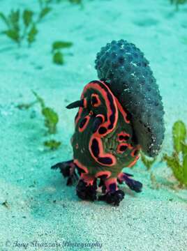 Image of Nembrotha rosannulata Pola, Cervera & Gosliner 2008