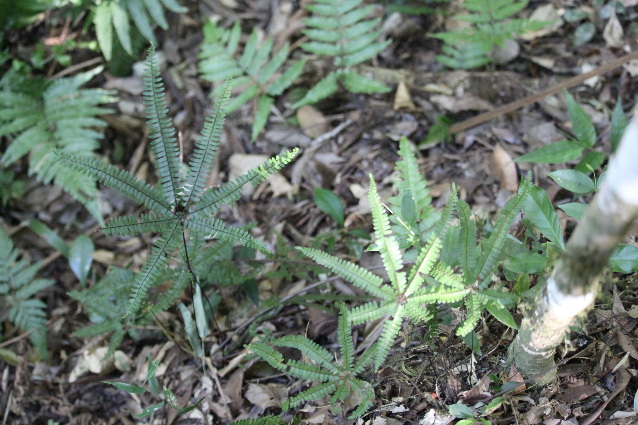 Image of Adiantopsis radiata (L.) Fée