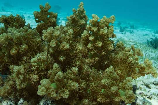 Image of tree anemone