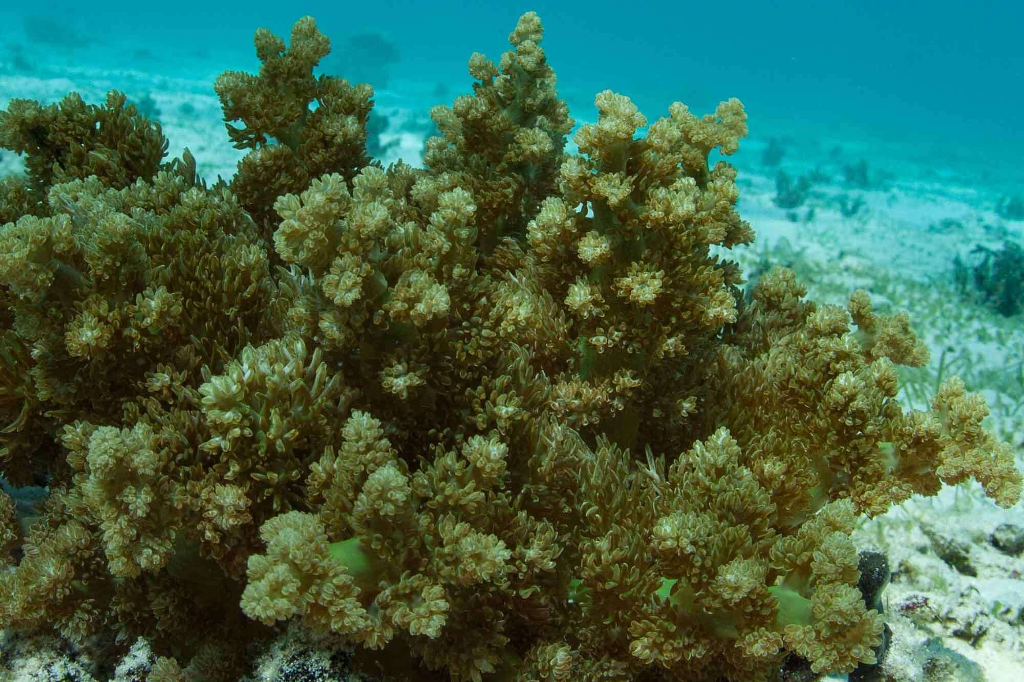 Image of tree anemone