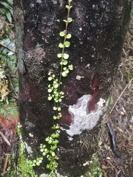 Imagem de Asteranthera ovata (Cav.) Hanst.