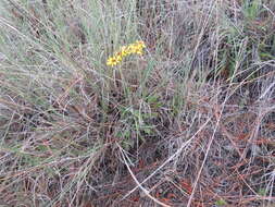 Robinsonecio gerberifolius (Sch. Bip.) T. M. Barkley & J. P. Janovec resmi