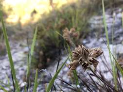 Image of Conostylis aculeata R. Br.