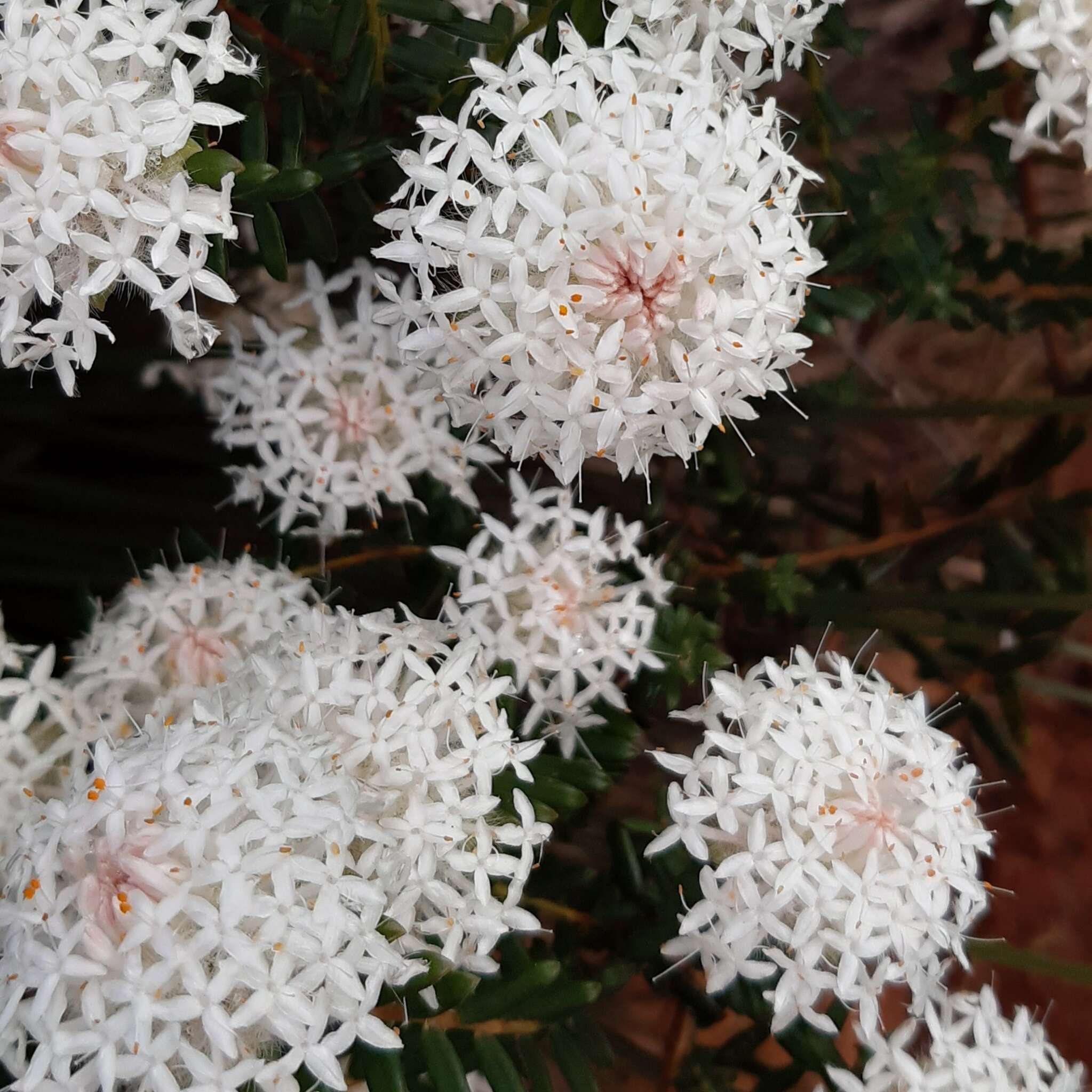 Image of Pimelea spectabilis Lindl.