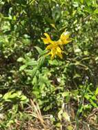 Lysimachia asperulifolia Poir. resmi