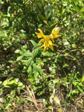 Lysimachia asperulifolia Poir.的圖片