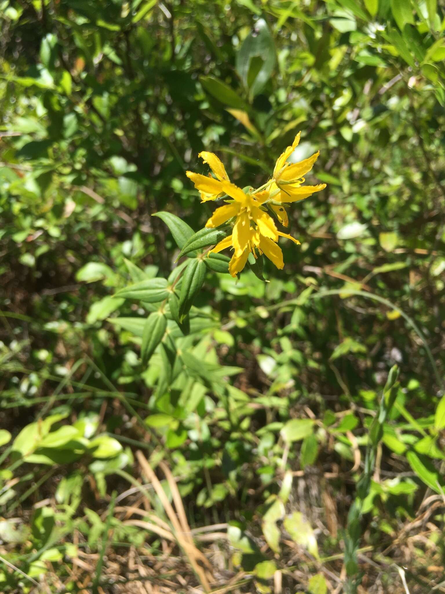 Lysimachia asperulifolia Poir. resmi