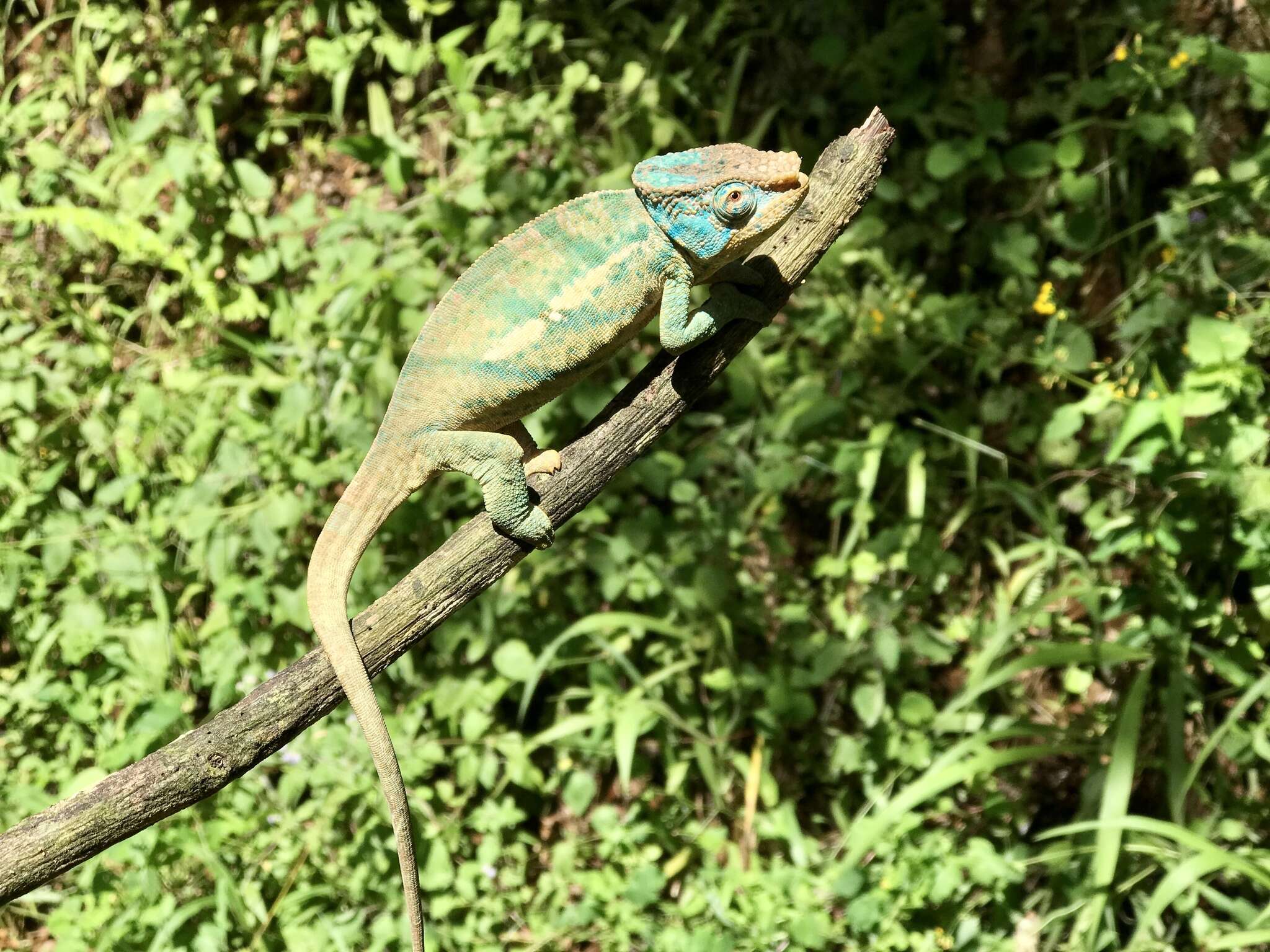 Image of Calumma ambreense (Ramanantsoa 1974)