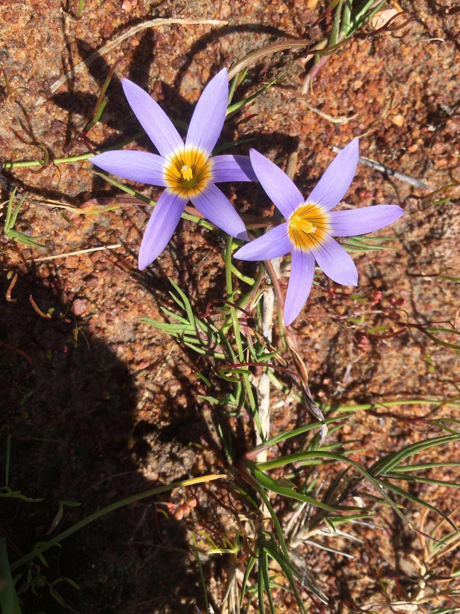 Romulea tabularis Eckl. ex Bég.的圖片