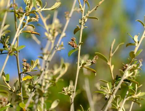 صورة Tarchonanthus minor Less.