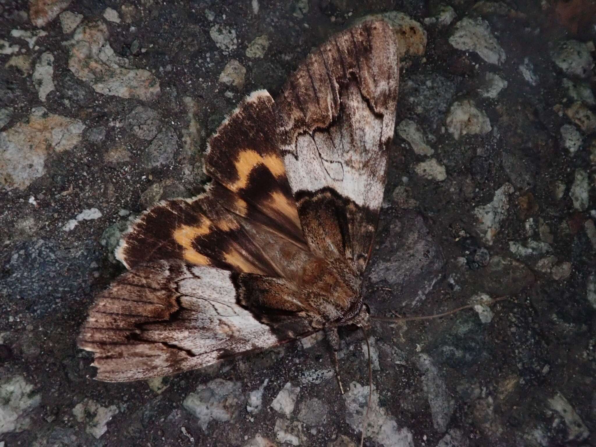 Image of Catocala deuteronympha omphale