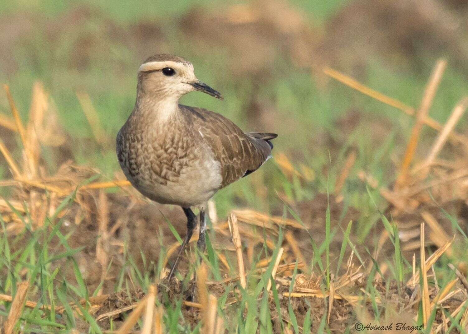 Image of Sociable Lapwing