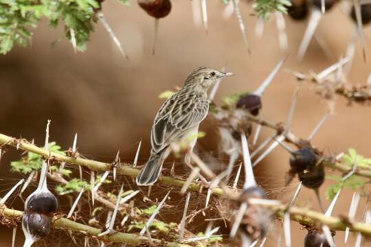 Image of Desert Cisticola