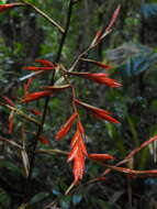 Image of Vriesea elata (Baker) L. B. Sm.