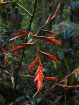 Image of Vriesea elata (Baker) L. B. Sm.