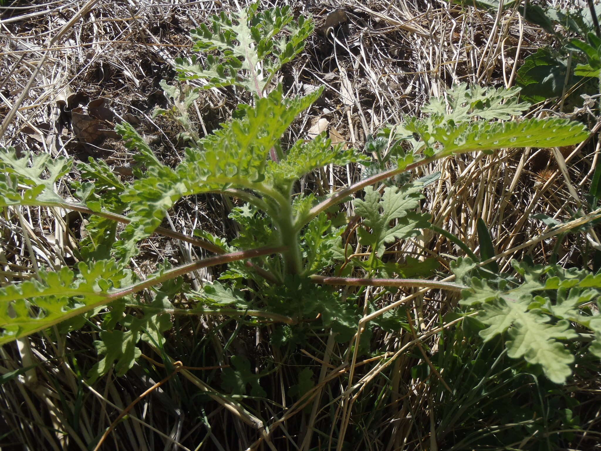 Image de Hedosyne ambrosiifolia (A. Gray) Strother