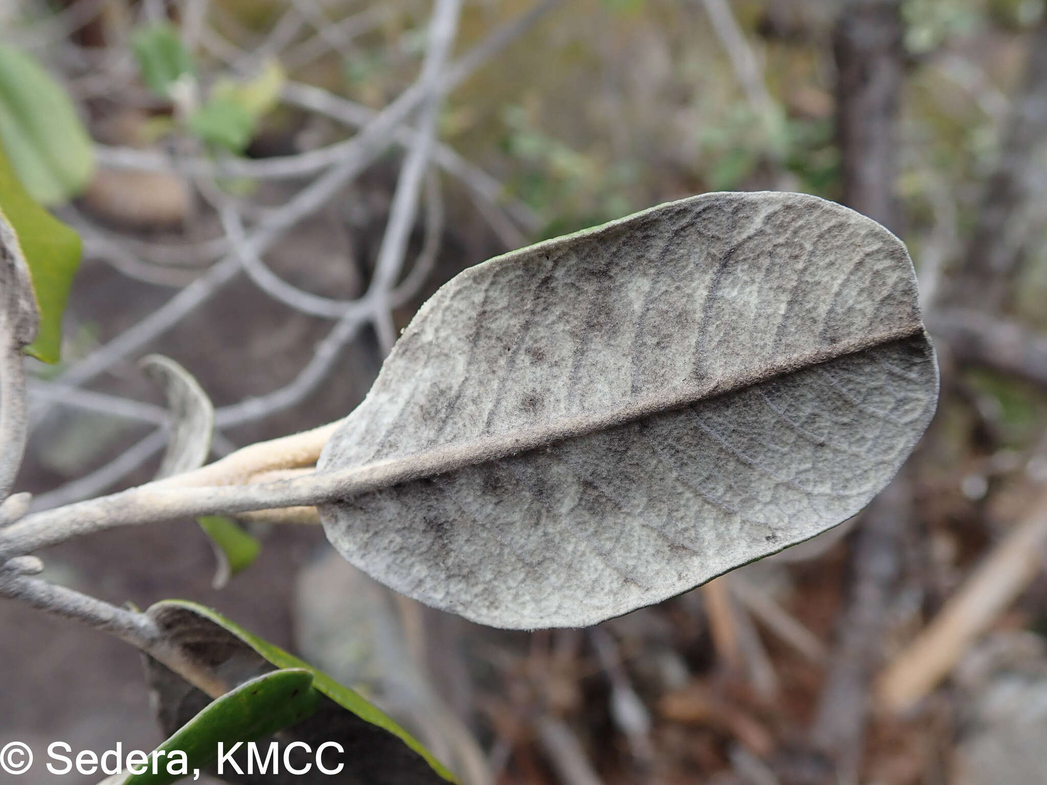 Image of Vitex betsiliensis Humbert