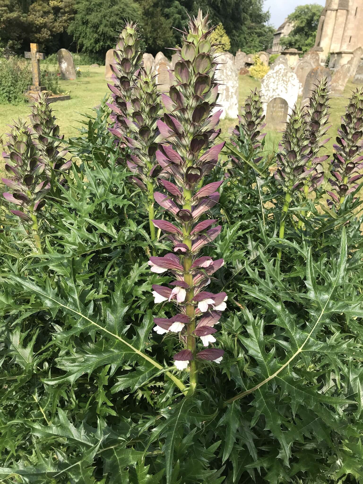 Image of spine acanthus