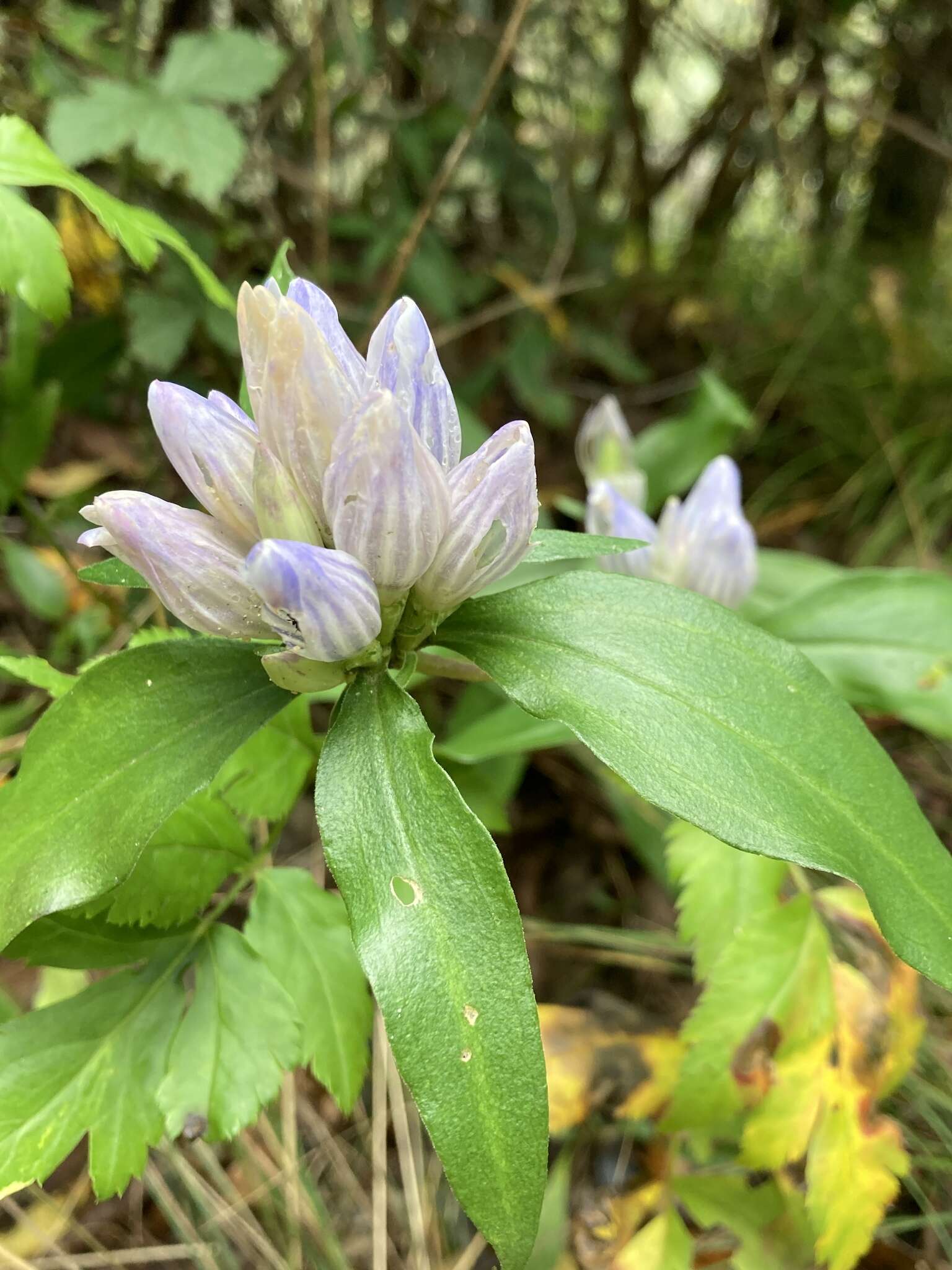 Image de Gentiana villosa L.