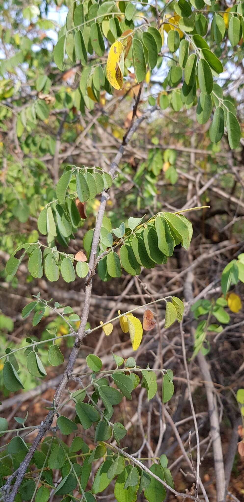 Image de Dalbergia nitidula Baker