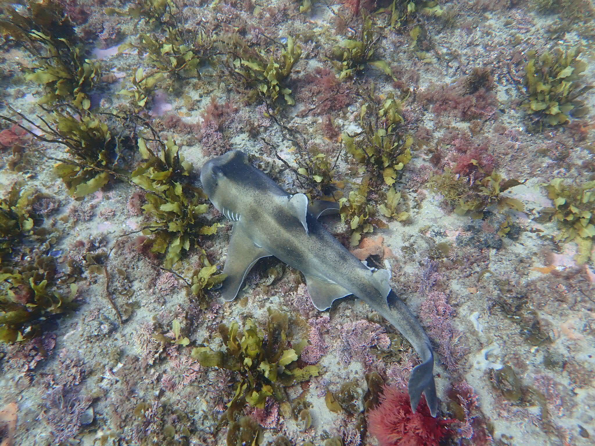 Image of Crested Bullhead Shark