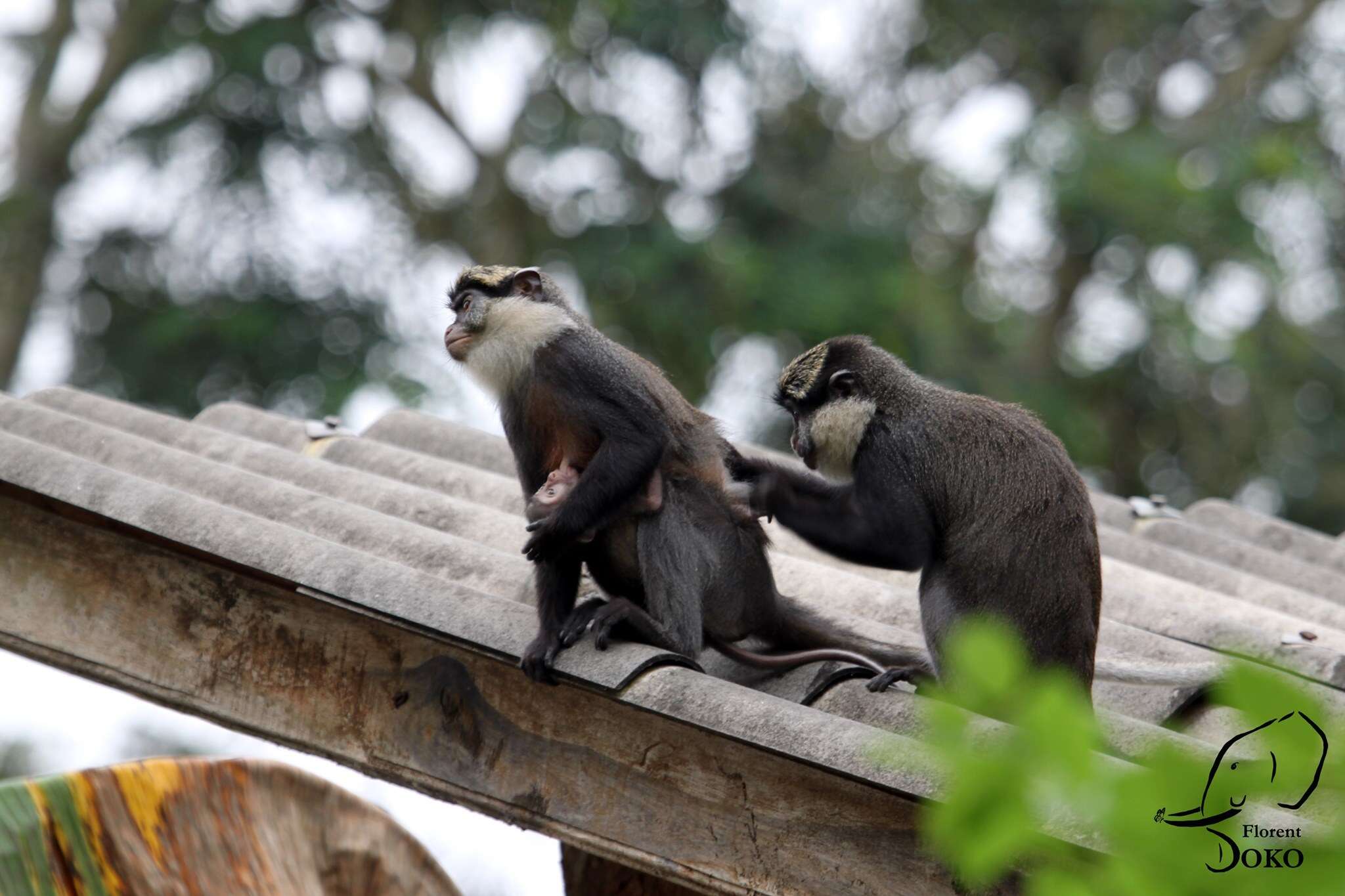 Image of Cercopithecus erythrogaster erythrogaster Gray 1866