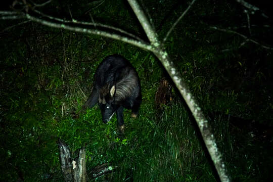 Image of Sumatran serow