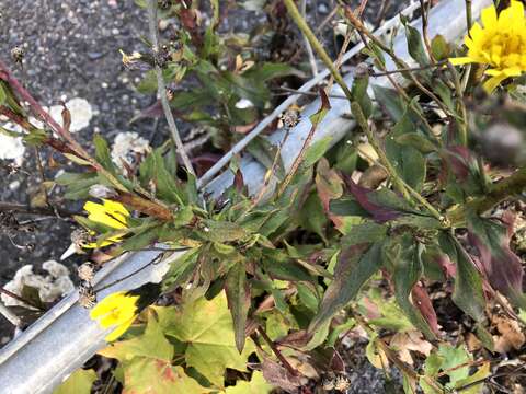 Image of New England hawkweed